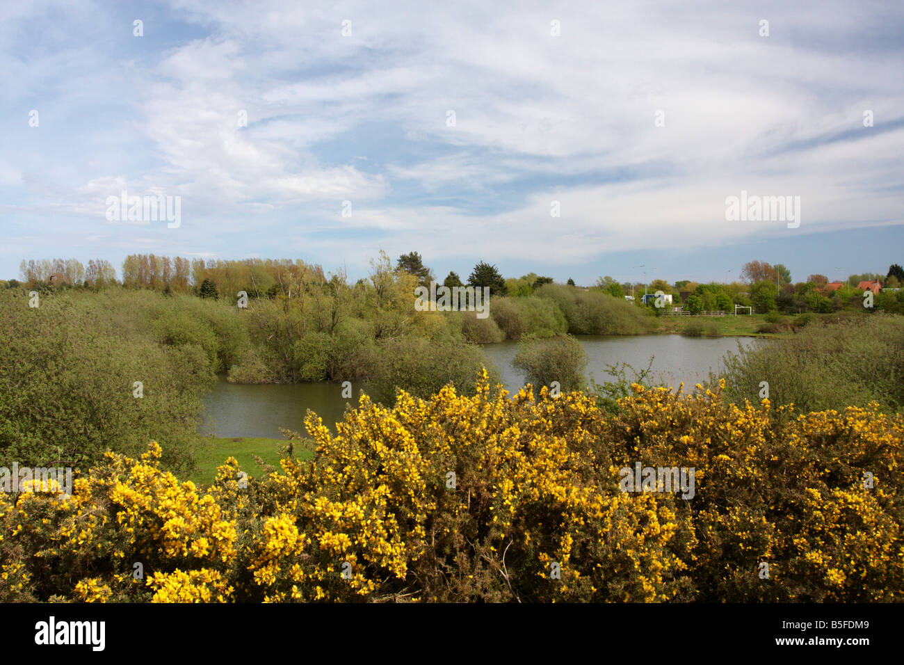 Ginster wächst auf Bungay, Suffolk, UK Stockfoto