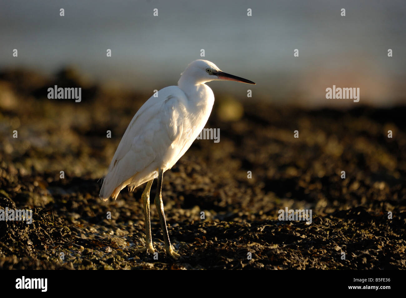 Seidenreiher thront an Mündung Stockfoto