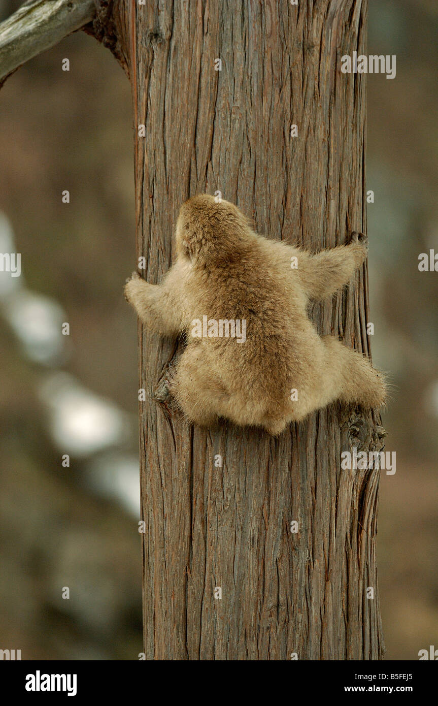 Japanischen Makaken oder Schnee Affe Macaca Fuscata Klettern Baum Serie 1 von 3 Stockfoto
