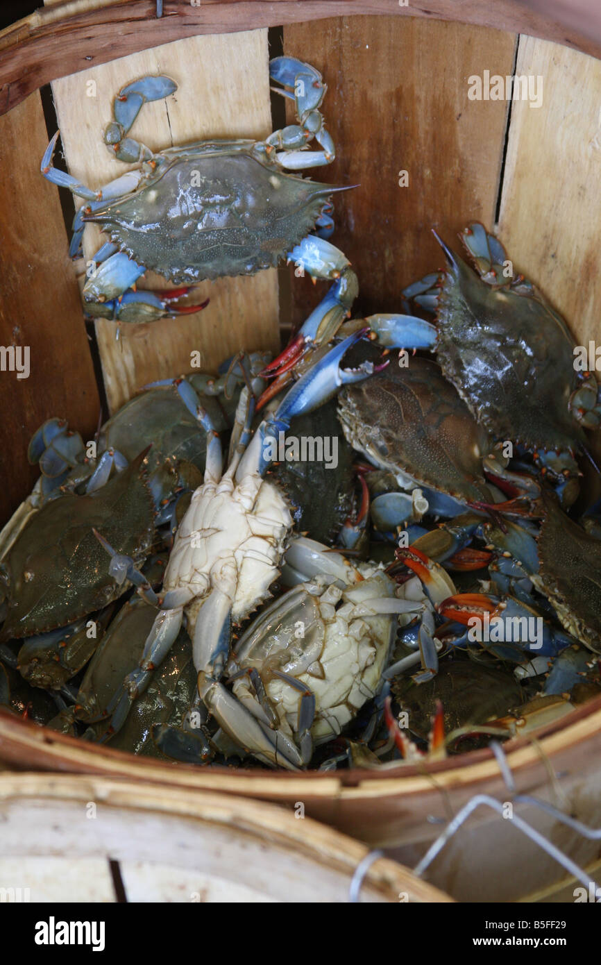 Eine Krabbe steigt aus einem Fass an der Waterfront Seafood Market im Südwesten Washington D.C. Stockfoto