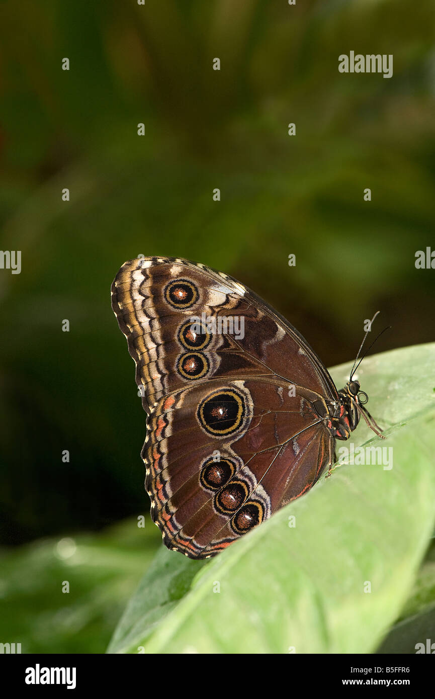 Unterseite des blauen Morpho Schmetterling Morpho Peleides mit Auge Flecken Stockfoto