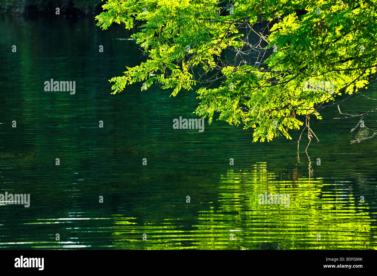 Reflexion von grünen Bäumen in ruhigem Wasser Stockfoto