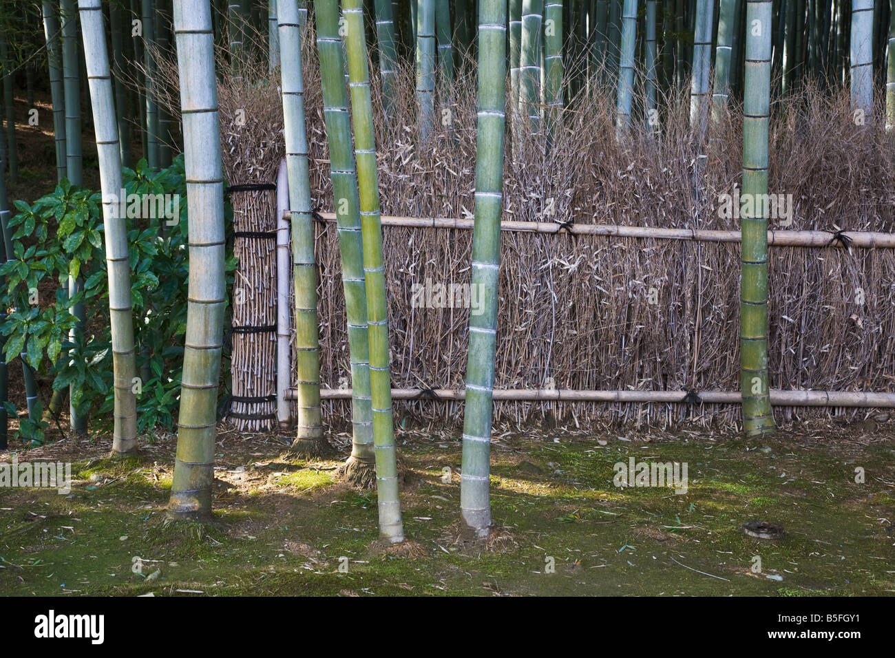 Kyoto-Stadt Arashiyama Bezirk Japan Arahaiyama Tenryuji Tempel Garten Detail der Zaun in den Bambuswald Stockfoto
