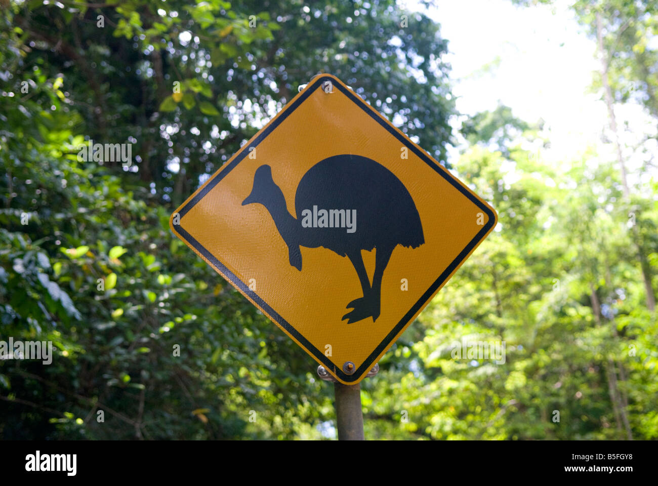 Ein am Straßenrand Warnsignal zu alarmieren Besucher auf das Vorhandensein einer Kreuzung Kasuar Vögel in Nord-Queensland-Australien Stockfoto