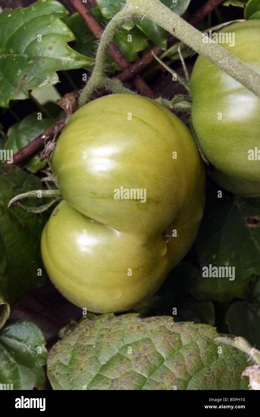 Unreife Ananas Tomaten am Rebstock. Stockfoto