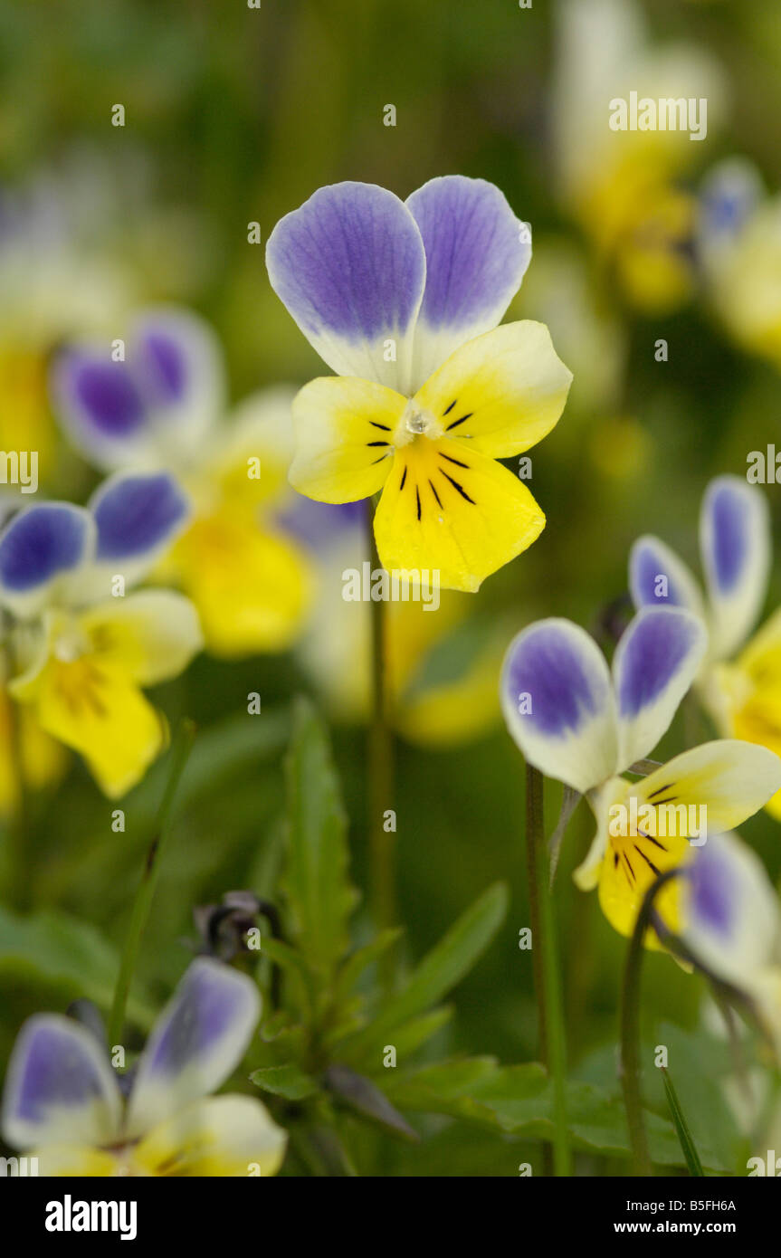 Wilde Stiefmütterchen, Viola Tricolor, Wiesenblumen, Nationalpark Hohe Tauern, Österreich Stockfoto