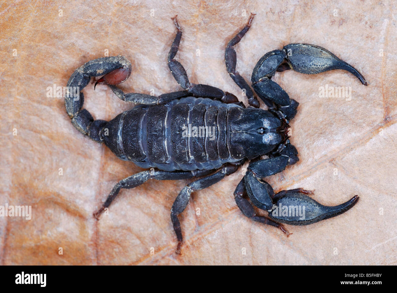 Scorpiops Leptochirus Familie: EUSCORPIONIDAE. Eine Spezies, die auf die Wälder des NE Indien beschränkt. SELTENE Stockfoto