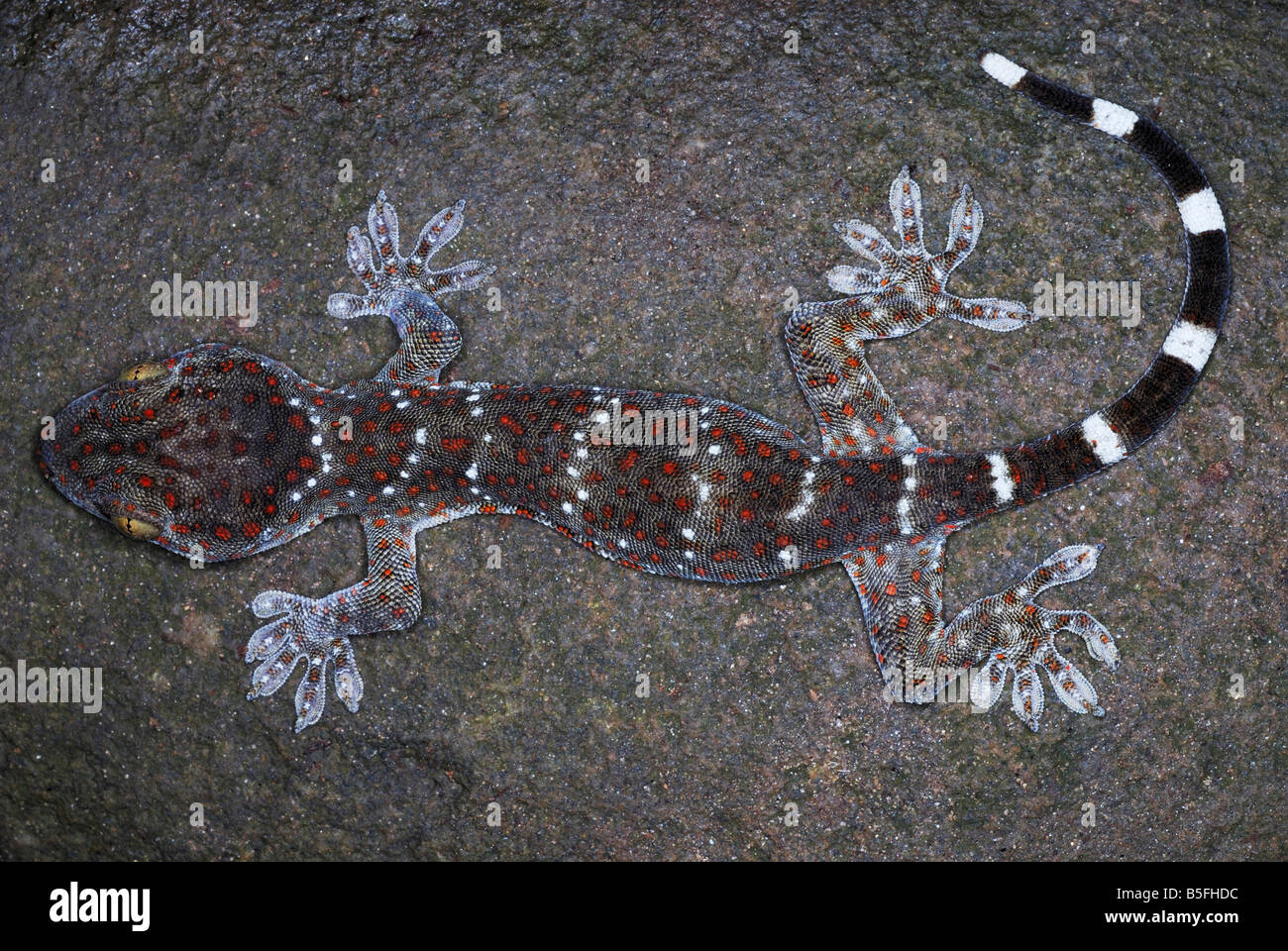 Tucktoo Gecko. Eine große arboreal Gecko, die häufig die Baumhöhlen Wohnraums angesehen werden. Assam. Indien Stockfoto