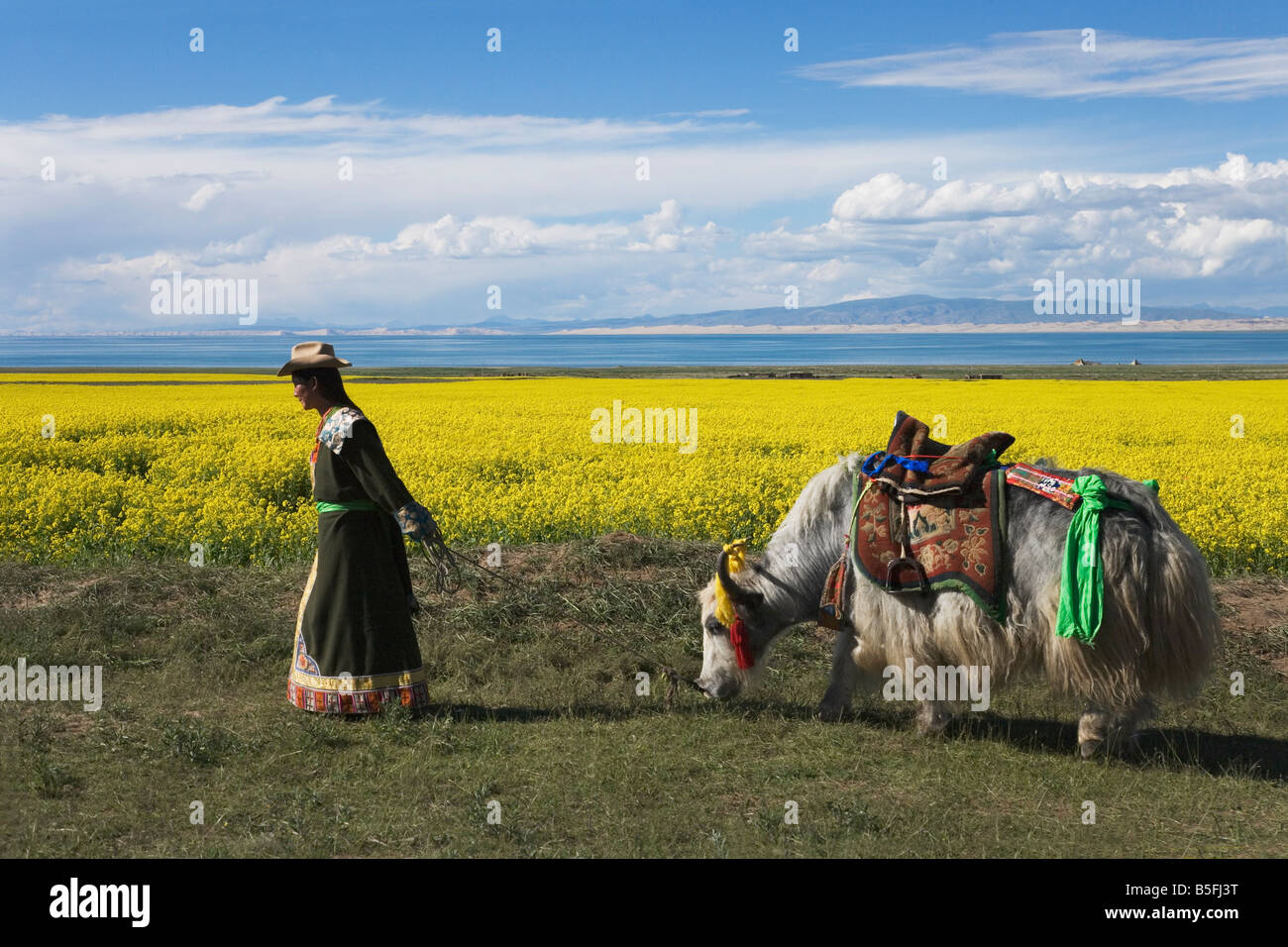 Tibetische Mann mit Yak im Feld Raps nahe Lake Qinghai Plateau Qinghai Provinz Qinghai in China Stockfoto