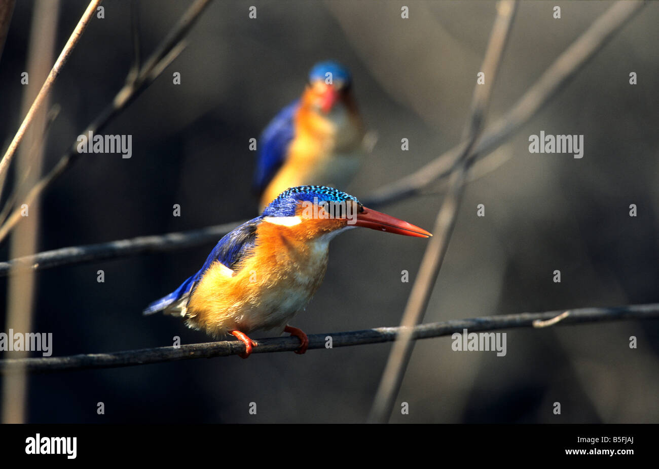 Malachit Kingfisher Alcedo Cristata Impalila Island Caprivi / Zambezi Region Namibias Stockfoto