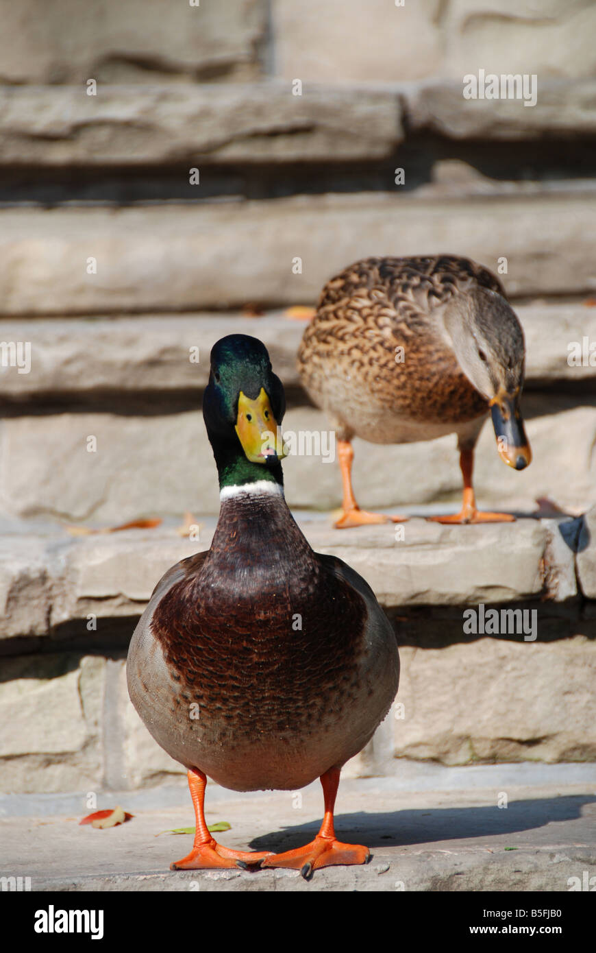 Männliche und weibliche Mallard Enten stehen auf eine Steintreppe. Stockfoto