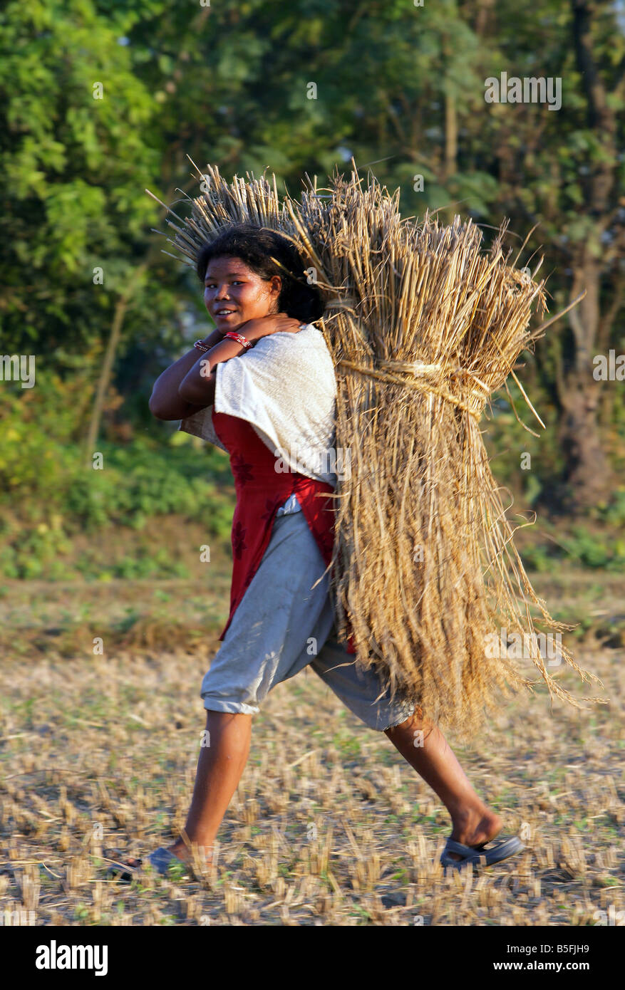 Nepal: Bauern tragen eine Last von Reisfeld nach der Reisernte auf einem Feld Stockfoto