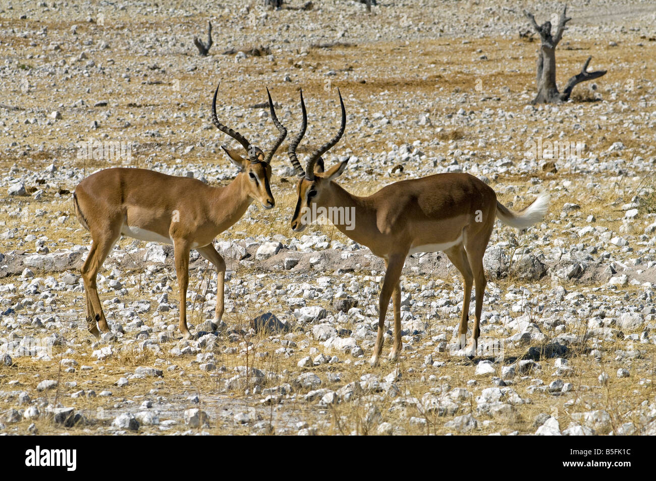 Impala männlich (Aepyceros Melampus) Dominanz, Namibia Etosha National Park anzeigen Stockfoto