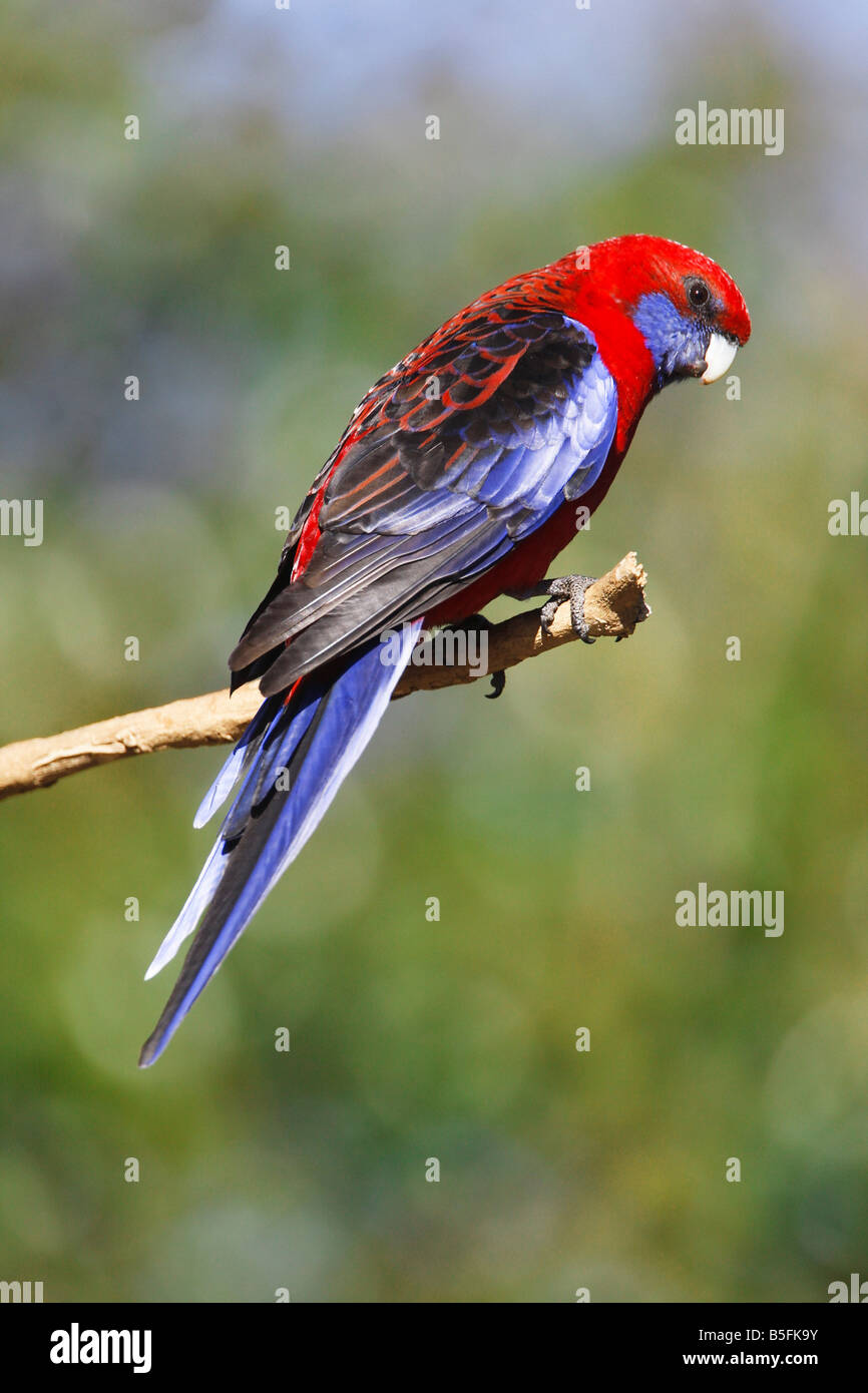 Pennantsittich, Platycercus Elegans, Australien Stockfoto