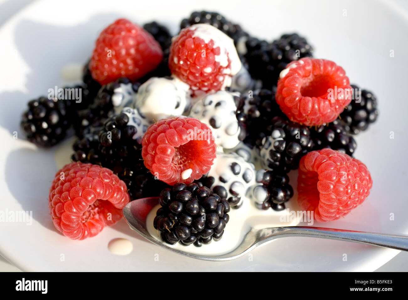 Britische Brombeeren Himbeeren und einen Löffel Sahne auf weißen Teller Stockfoto