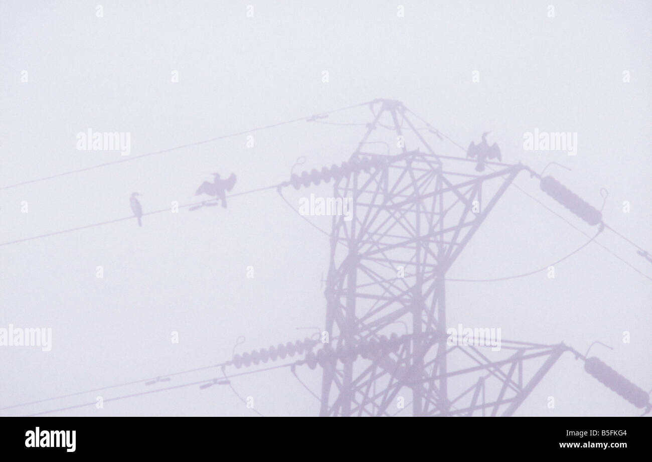 Kormorane am Pylon Elektrokabel lüften ihre Flügel im schweren Nebel neben den Fluss Nene, Peterborough, England Stockfoto