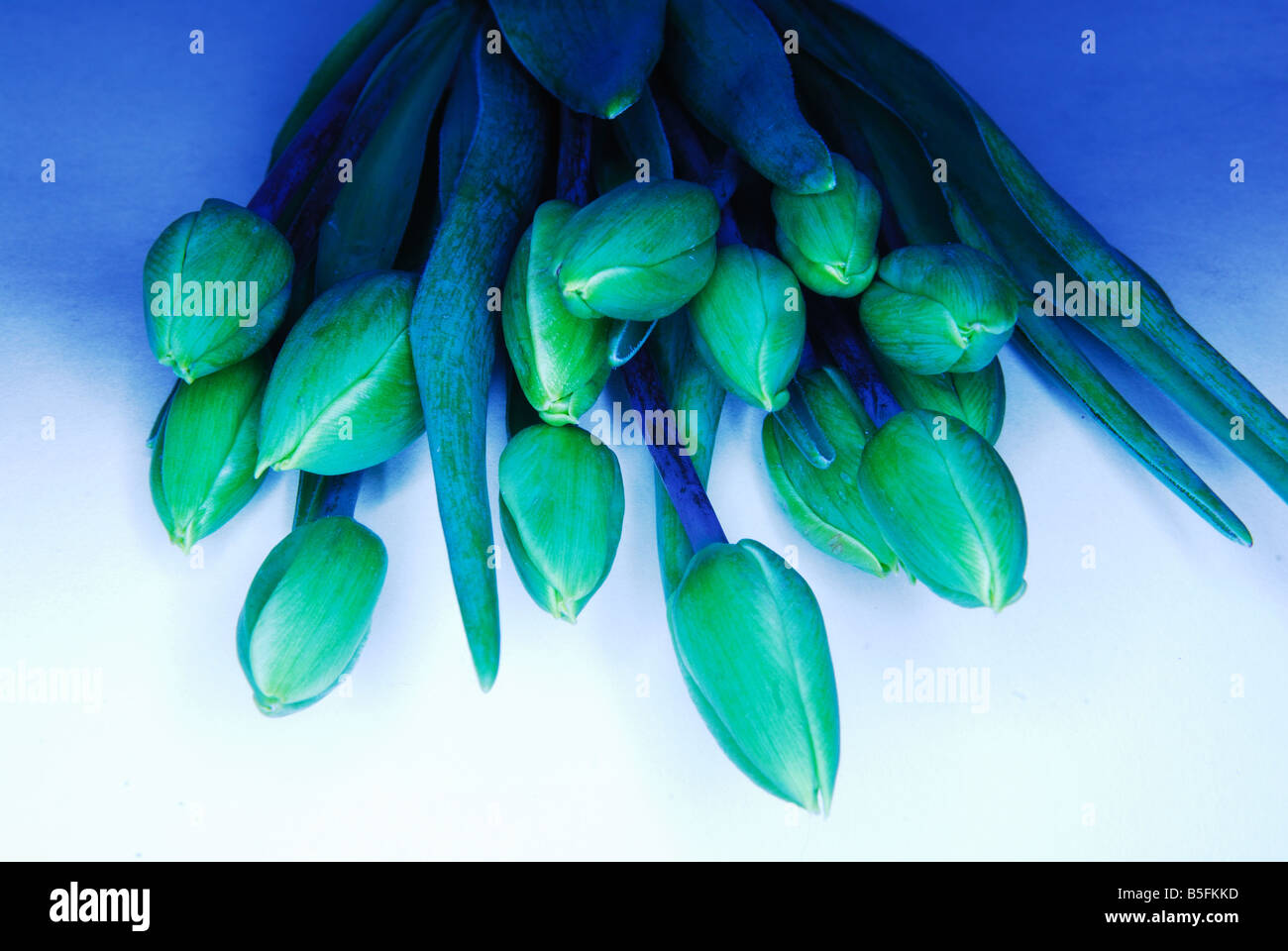 Grüne Tulpen, Kunst, natürliches Design, frisches Boquet, Zuhause, Lifestyle, Stockfoto