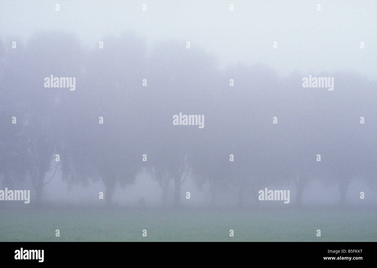 Zwei Personen und eine Reihe von altem Baumbestand im Nebel, Nene Park, Nene River Valley, Peterborough, Cambridgeshire, England Stockfoto