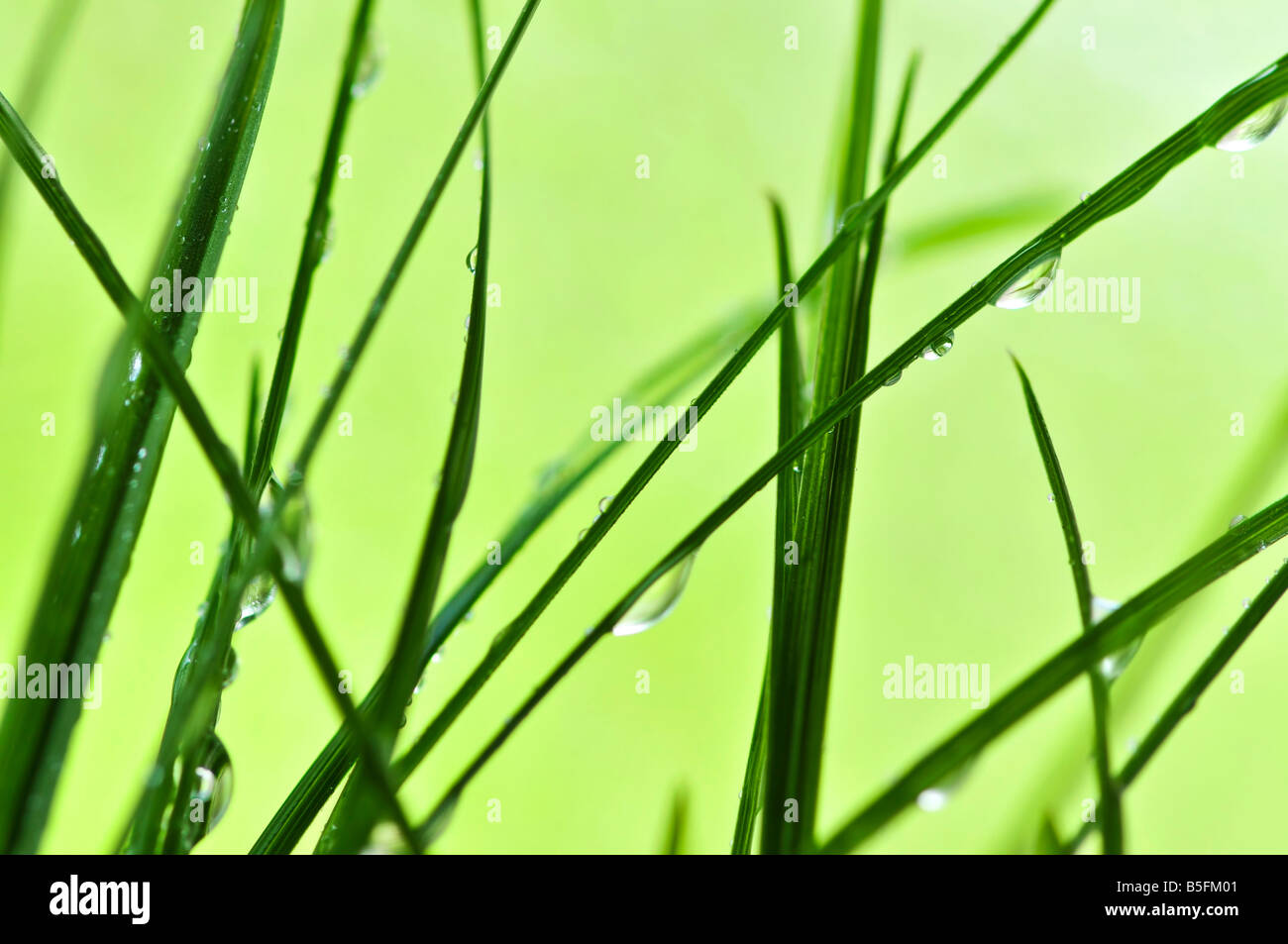 Natürlichen Hintergrund mit grünen Grashalme hautnah Stockfoto