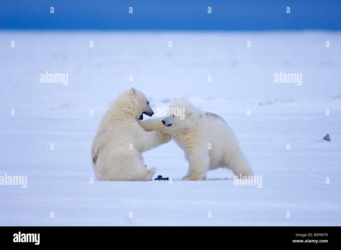 Eisbär Ursus Maritimus Jungen spielen auf neu gebildet Packeis in der Beaufortsee arktischen Ozean Stockfoto