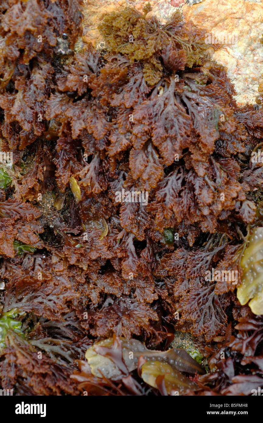 LAURENCIA PINNATIFIDA Pfeffer Rotalgen ausgesetzt eine rote Algen bei Ebbe UK Stockfoto