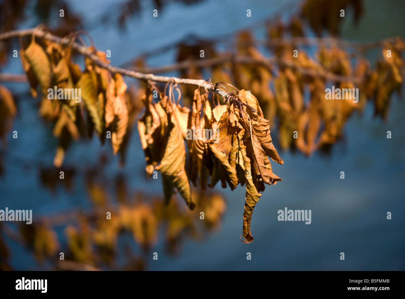 Tote Blätter hängen aus dem Zweig eines sterbenden Baumes Stockfoto
