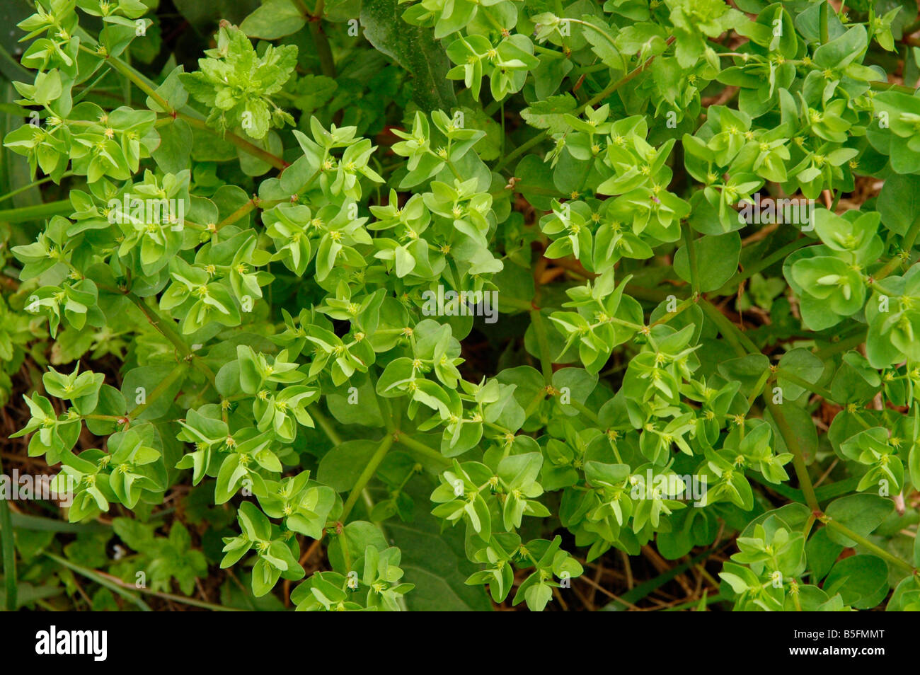 Kleinliche Wolfsmilch Euphorbia Peplus Euphorbiaceae Als Unkraut In Einem Garten Blumenbeet Uk Stockfotografie Alamy