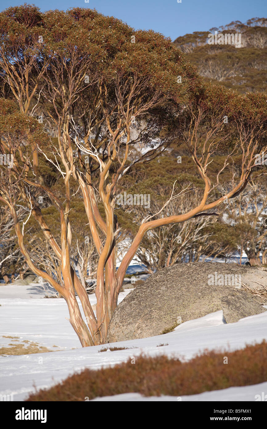 Snow Gum Charlotte Pass Snowy Mountains, New South Wales Australien Stockfoto