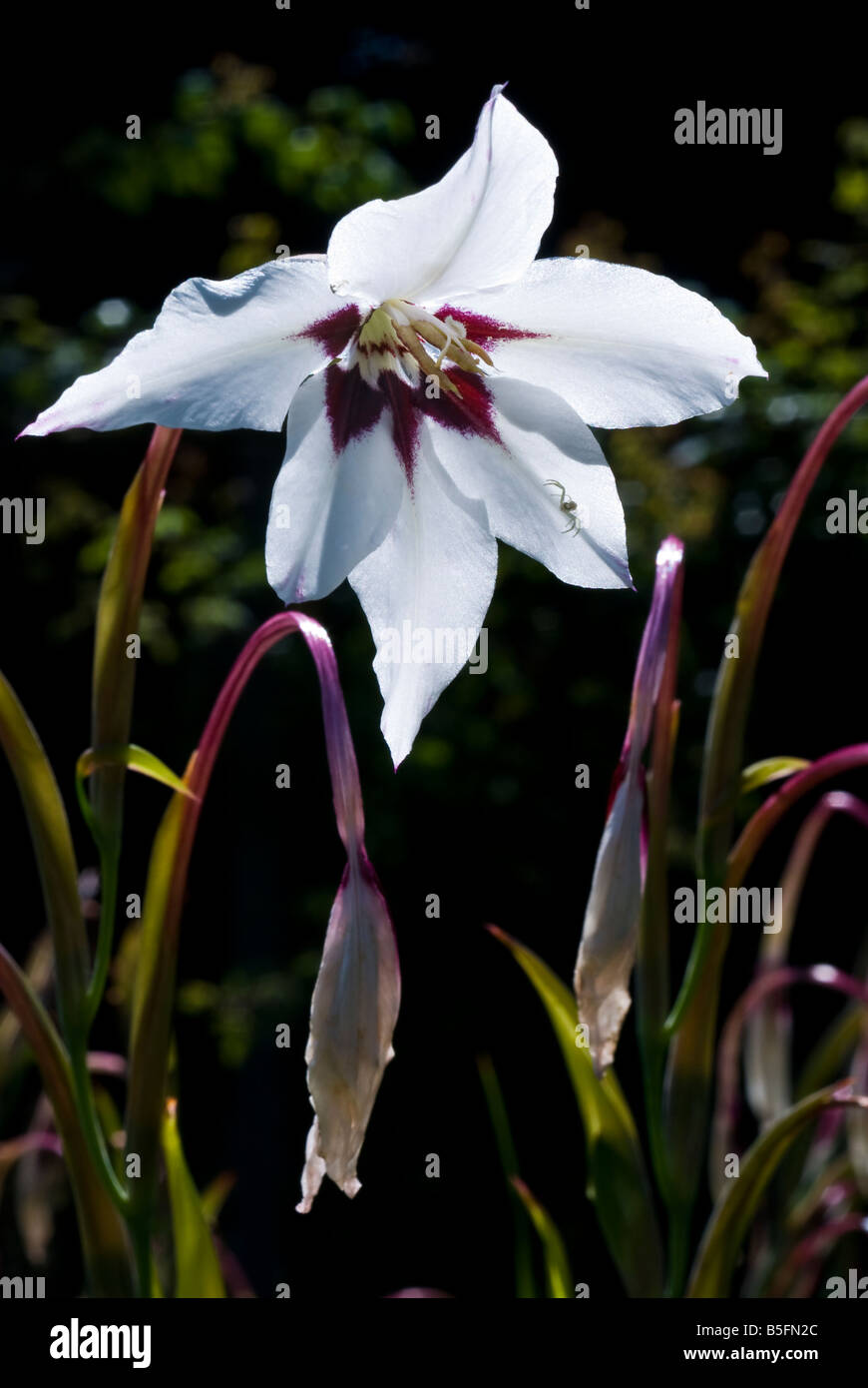 Peacock Flower Stockfoto
