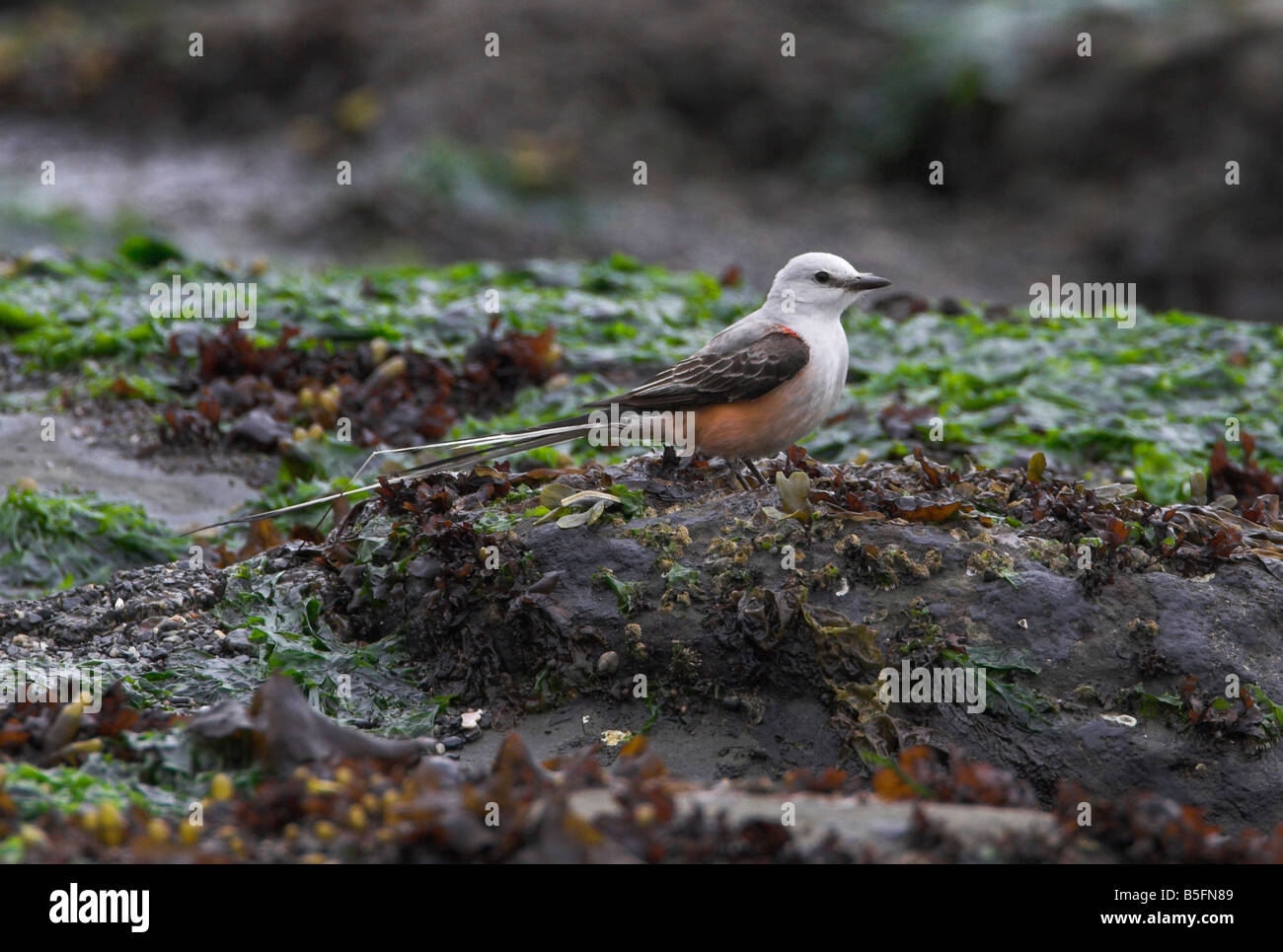 Schere – Tailed Flycatcher Tyrannus Forficatus ruht auf einem Felsen am Botanical Beach Port Renfrew Vancouver Island BC im Mai Stockfoto