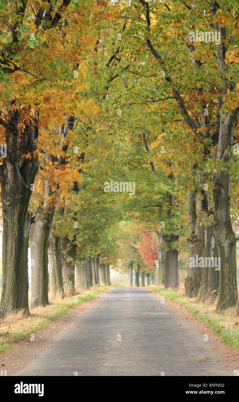 Alte rote Eiche Bäume Spur im Herbst. Quercus rubra Stockfoto