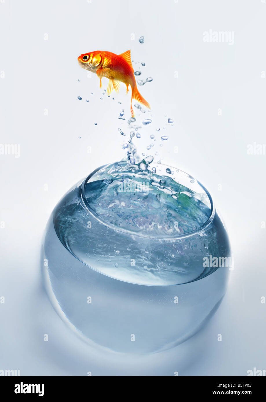 Springende Goldfische Stockfotos und bilder Kaufen Alamy