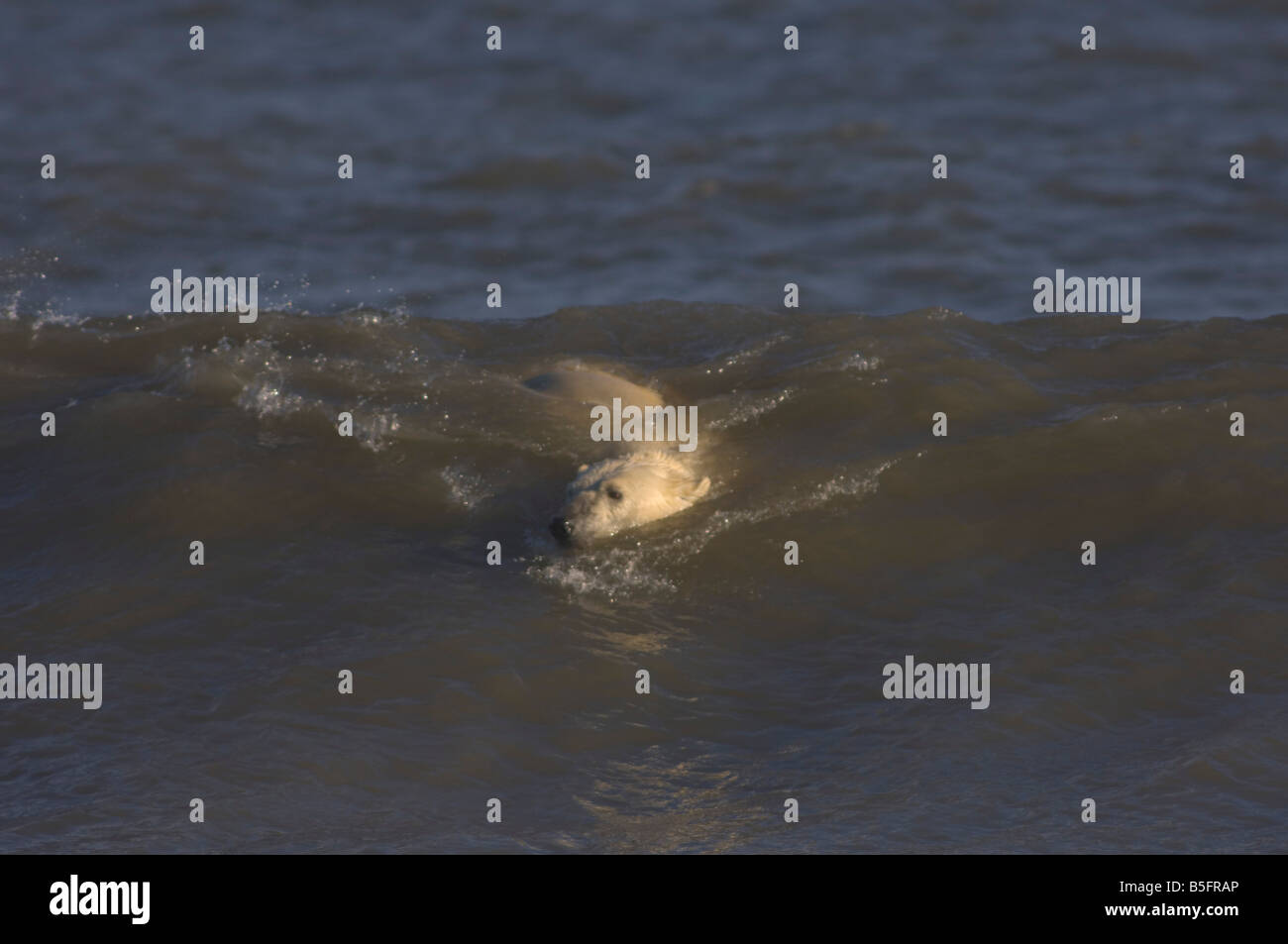 Eisbär Ursus Maritimus Surfen in Wellen entlang der Küste abseits den Arctic National Wildlife Refuge-Alaska Stockfoto