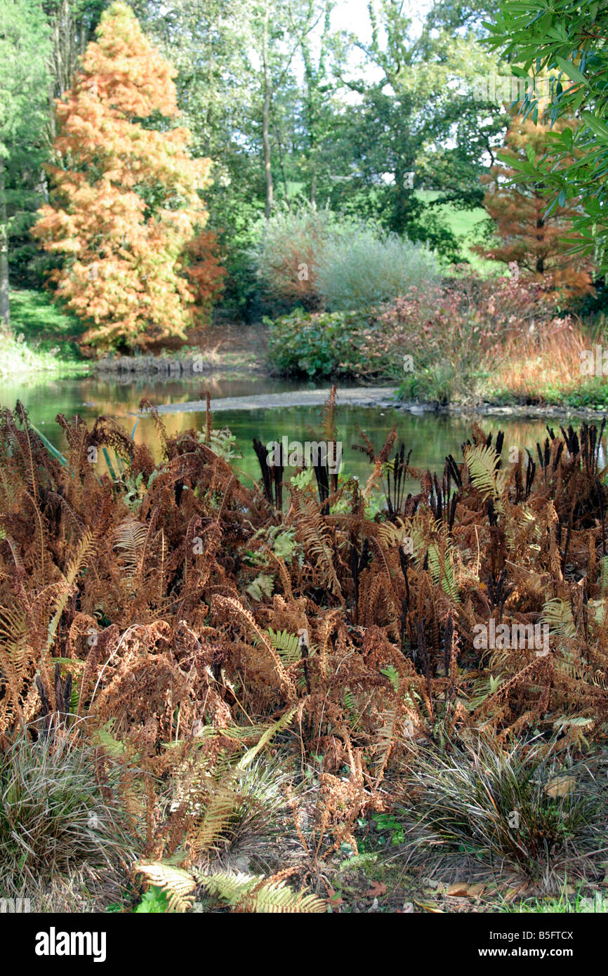 MATTEUCIA STRUTHEROPSIS STRAUß ODER FEDERBALL FARNE MARWOOD HILL GARDENS DEVON ENDE OKTOBER Stockfoto