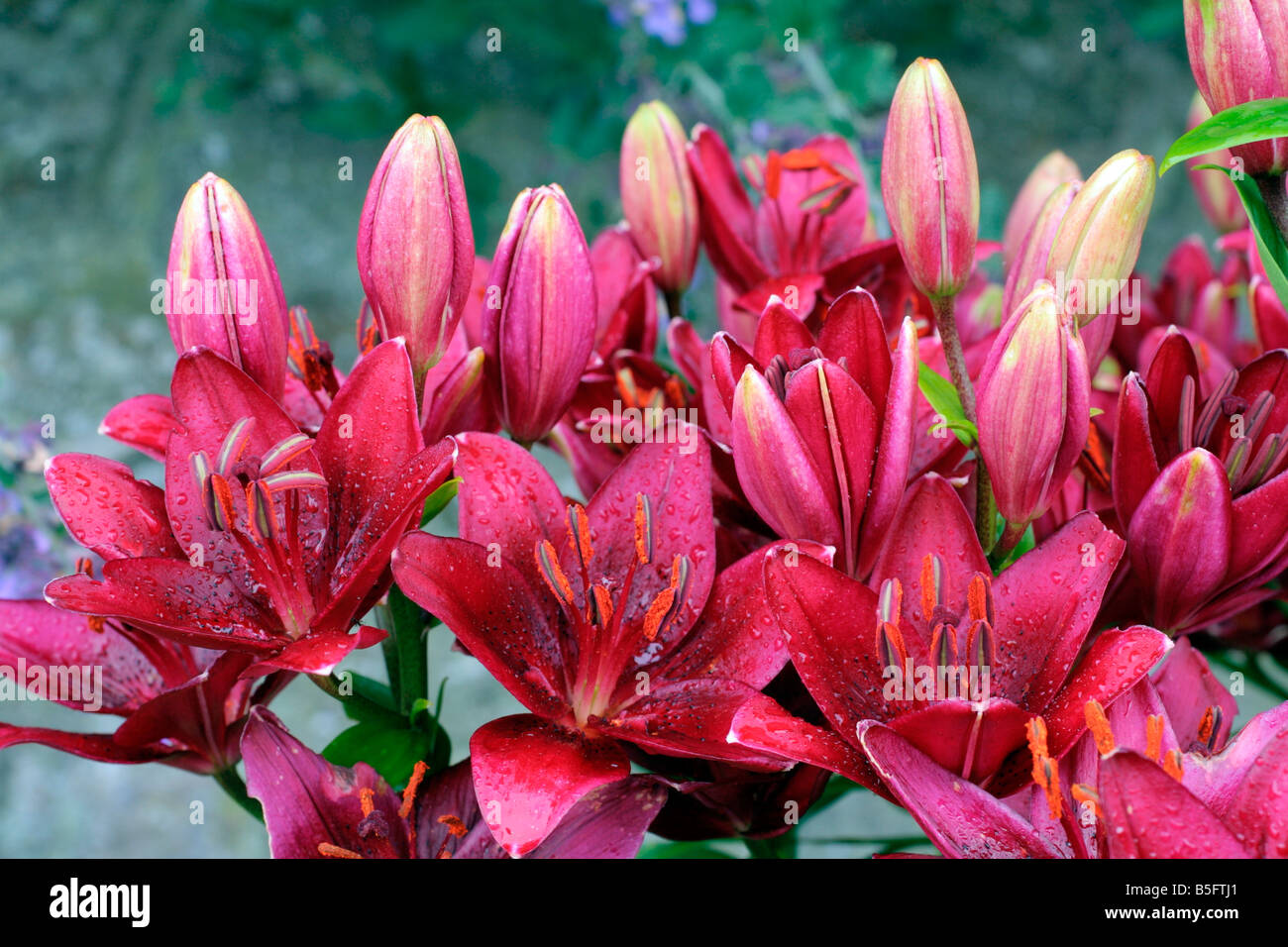 LILIUM NERONE MARWOOD HILL GARDENS NORTH DEVON Stockfoto