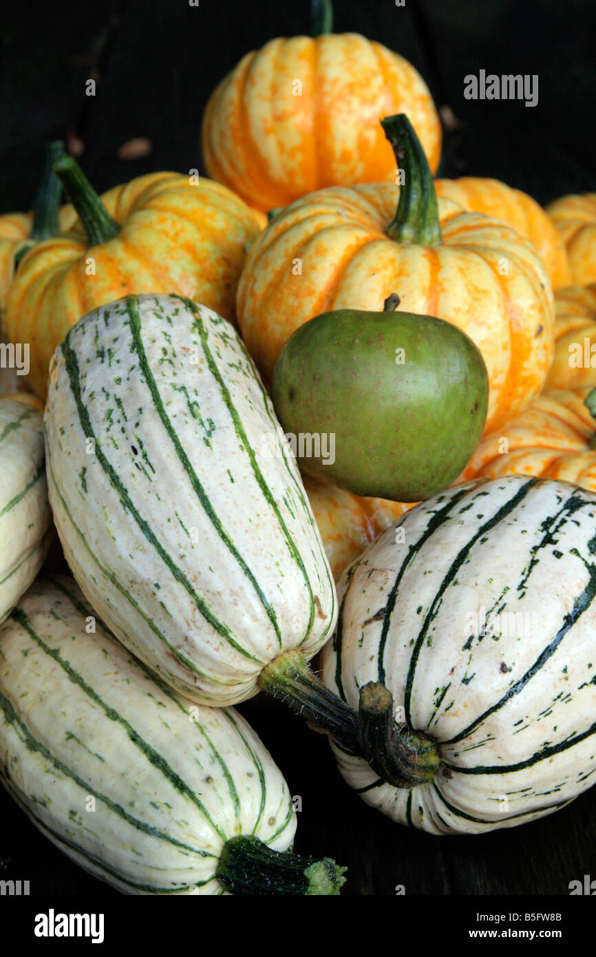 SQUASH ZEIGT SÜßE LIGHTNING F1 UND DELICATA CORNELL SORTE AM VORDEREN APPLE GRÖßE Stockfoto