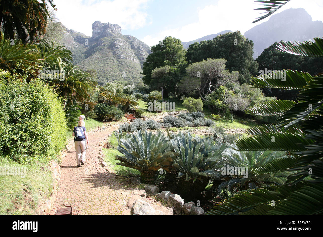 Botanischen Garten Kirstenbosch Garten-Kapstadt Stockfoto