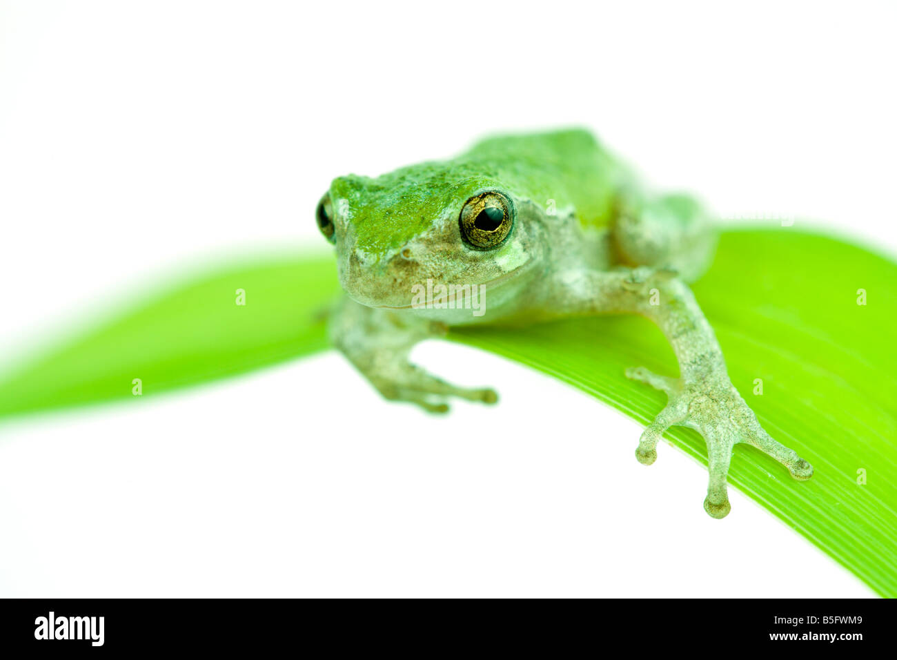 Grüner Frosch Stockfoto