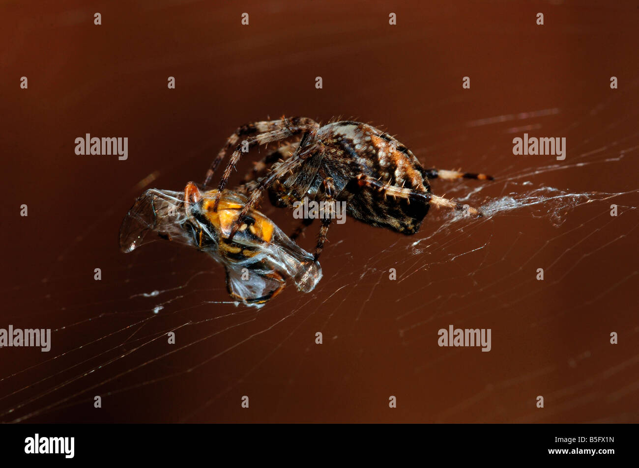 Ein Garten Spinne Araneus Diadematus umschließt eine aufgenommene Drohne fliegen in seiner seidigen Bahnmaterial Stockfoto