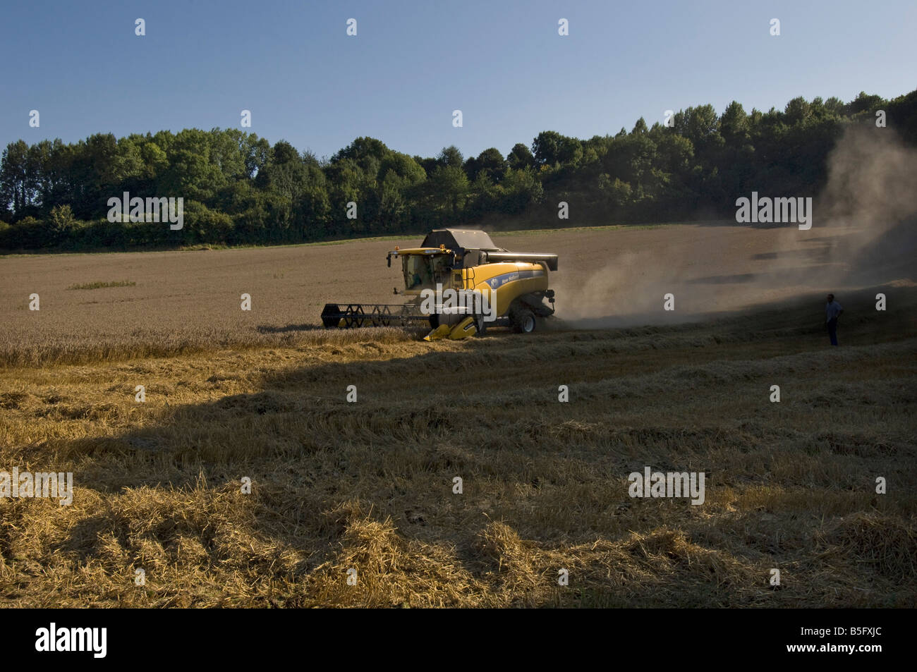 Einen gelben Mähdrescher bei der Arbeit in Nordfrankreich im Spätsommer Stockfoto