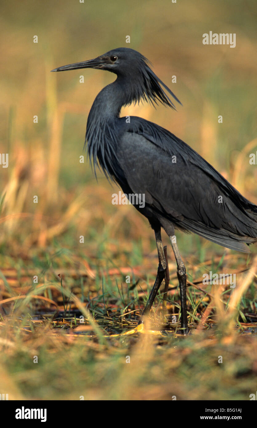 Schwarzer Reiher Egretta Ardesiaca Chobe Fluss Caprivi Region Namibias  Stockfotografie - Alamy