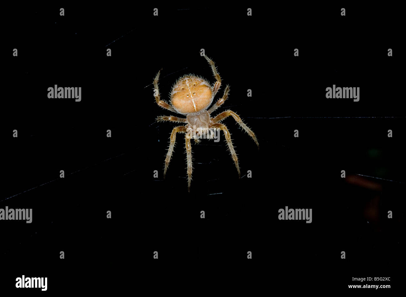 Spider Fangs Stockfotos und -bilder Kaufen - Alamy