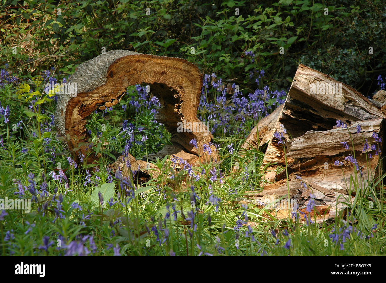 Hohle Stämme liegen unter den Glockenblumen Stockfoto