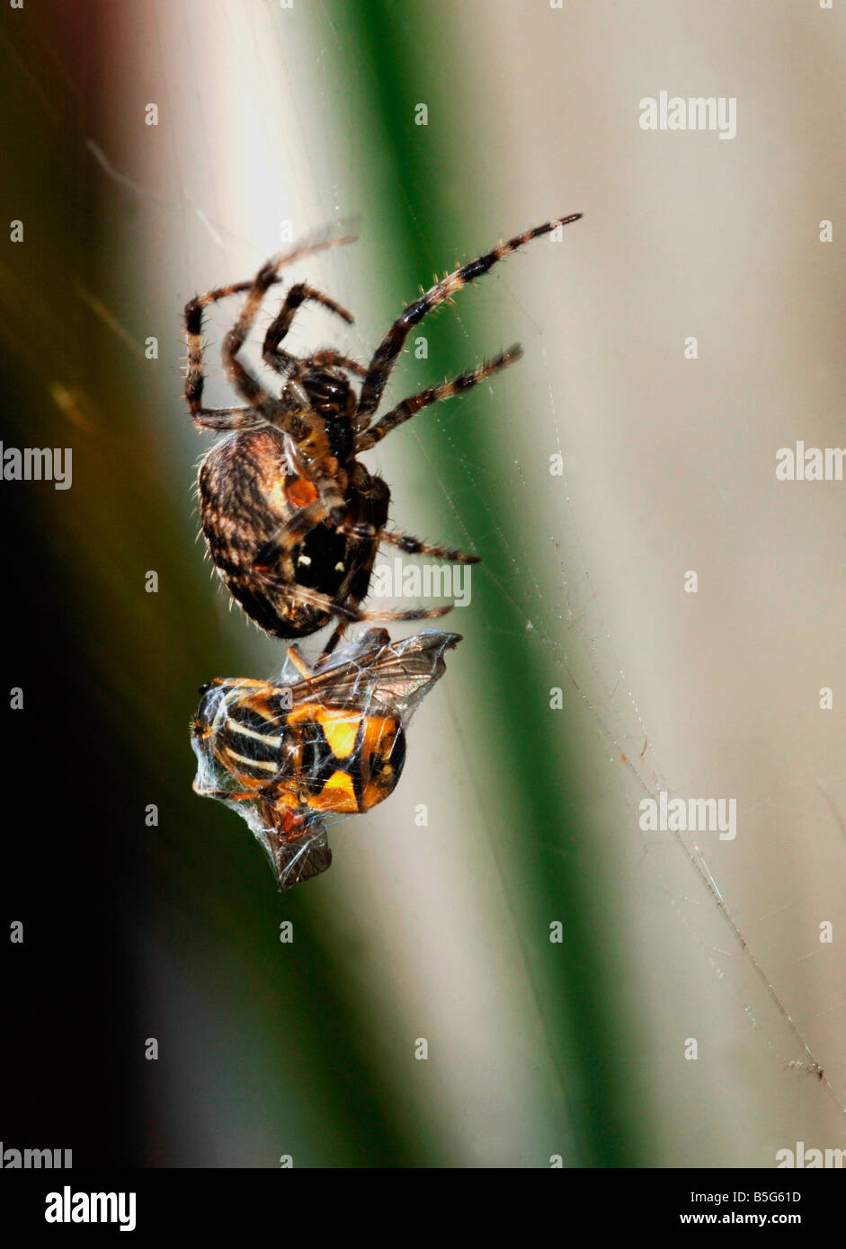 Ein Garten Spinne Araneus Diadematus umschließt eine aufgenommene Drohne fliegen in seiner seidigen Bahnmaterial Stockfoto