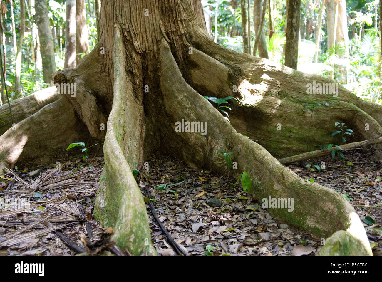 Alten Strebepfeiler Wurzeln unterstützen Baumriesen im Daintree Regenwald Australien Stockfoto