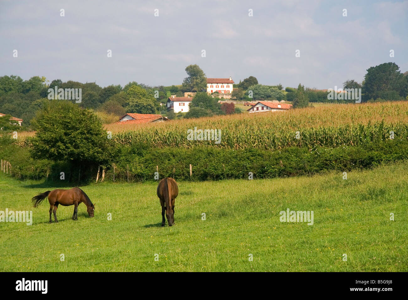 Pferde grasen auf ländlichen Ackerland in der Pyrenees Atlantiques Abteilung der französischen baskischen Land Südwest-Frankreich Stockfoto