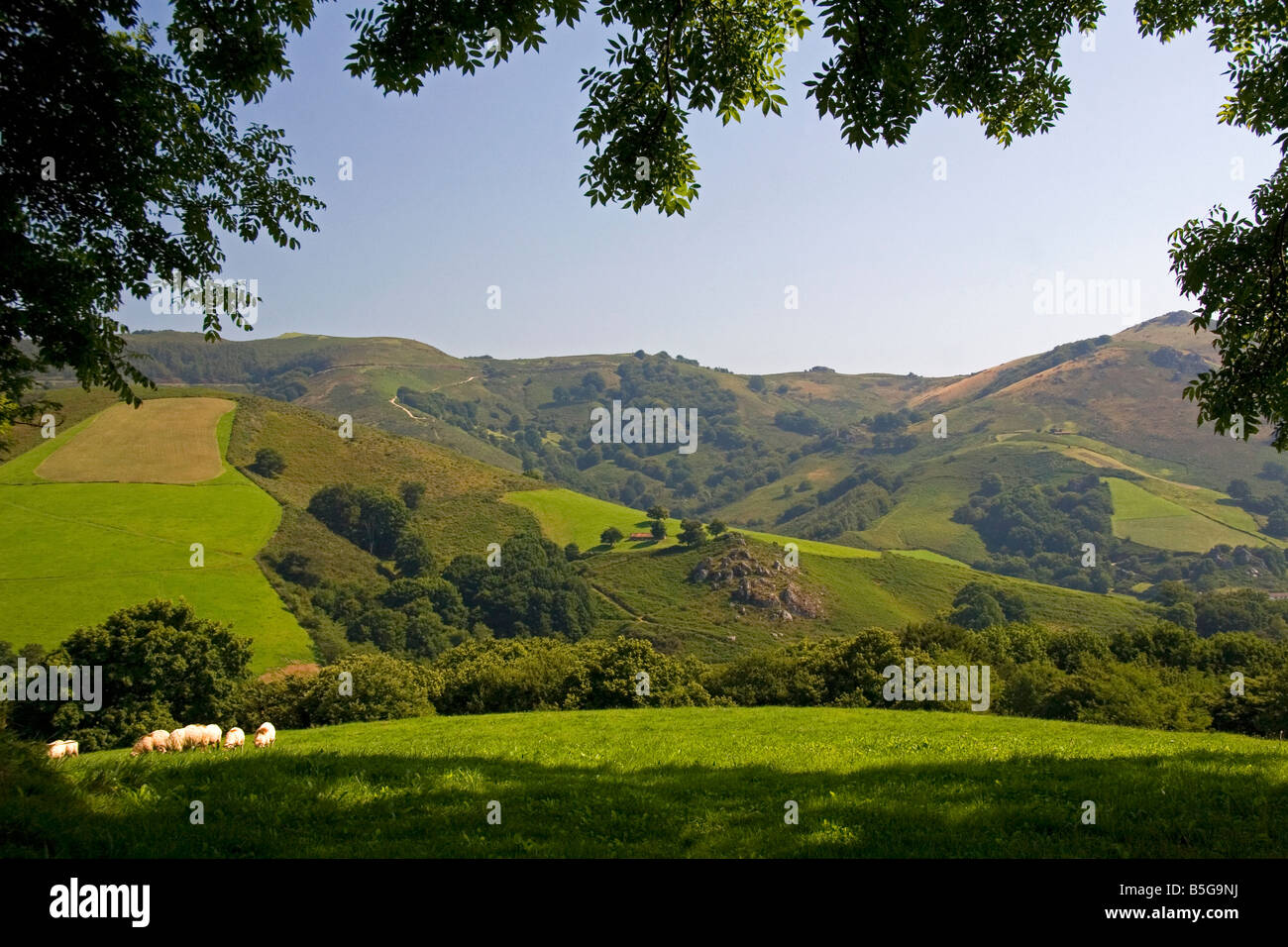 Schafe grasen auf ländlichen Ackerflächen im Baztan-Tal von Navarra im Norden Spaniens Stockfoto