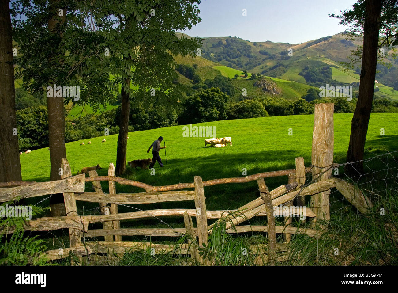 Baskische Schäfer mit Hunden und Schafen in Baztan-Tal von Navarra im Norden Spaniens Stockfoto