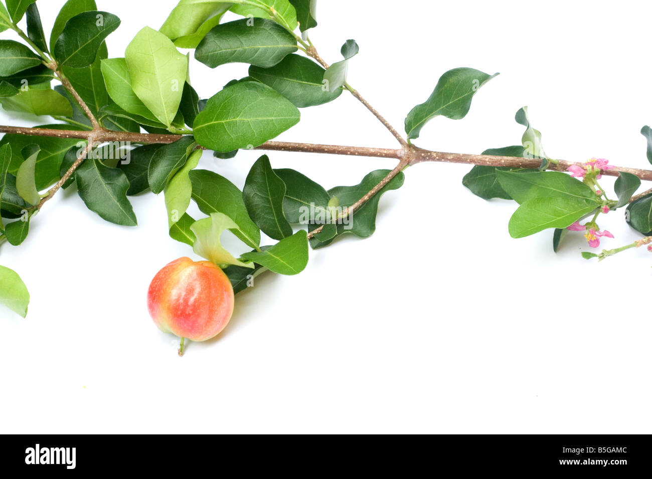 Acerola Kirsche auf weißem Hintergrund Stockfoto