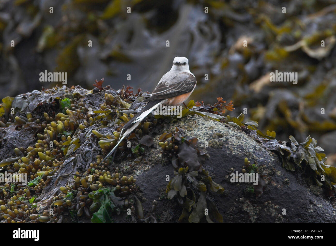 Schere – Tailed Flycatcher Tyrannus Forficatus ruht auf einem Felsen am Botanical Beach Port Renfrew Vancouver Island BC im Mai Stockfoto